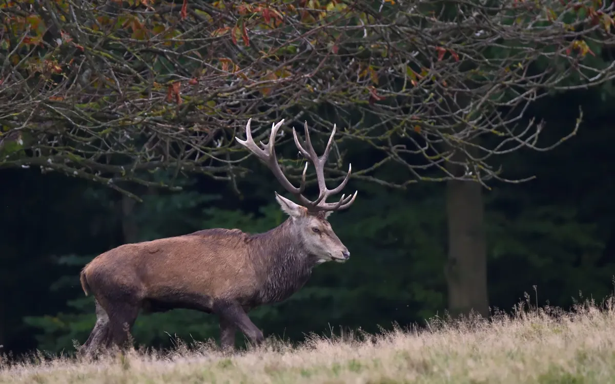 Comment fonctionnent le plan de chasse et les bracelets