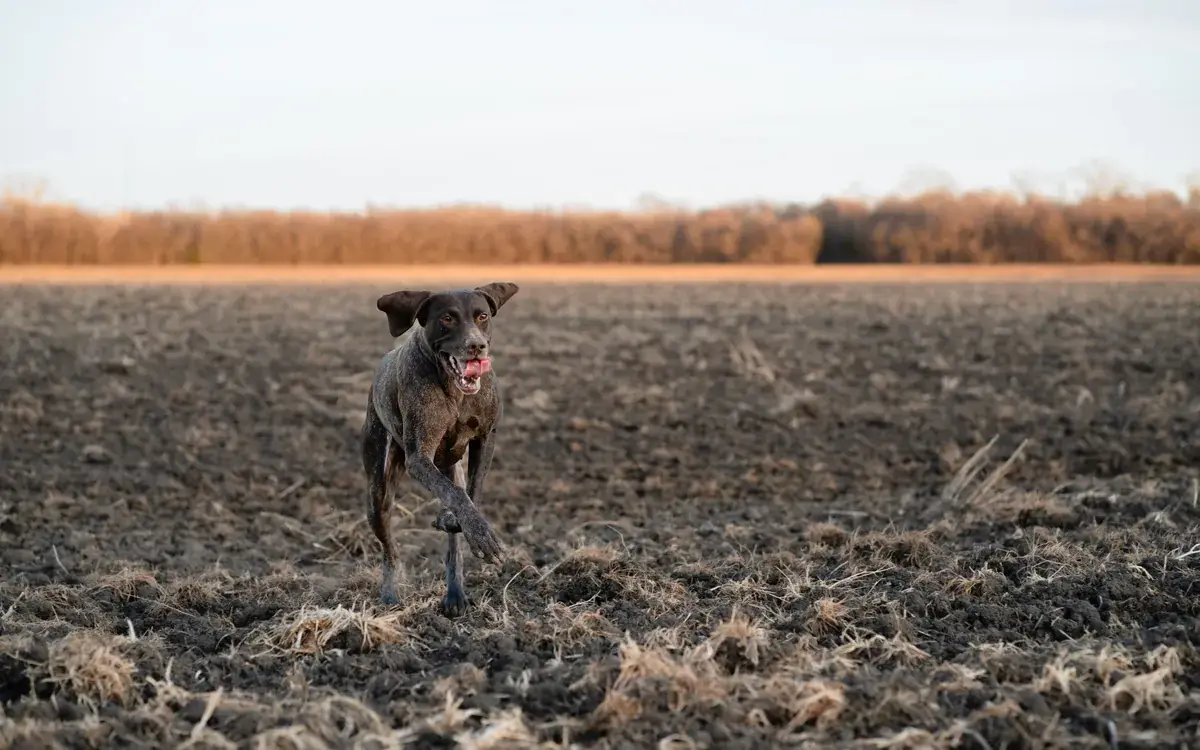 Le chien de chasse et son équipement